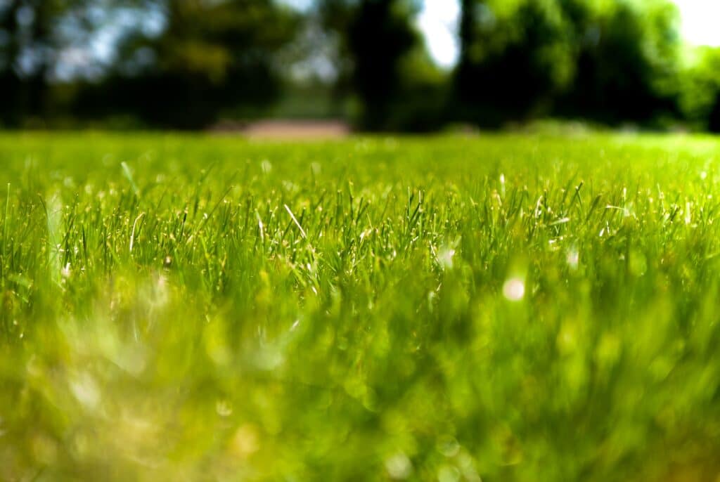Close-up of a sunlit, green grassy field with a blurred background of trees.