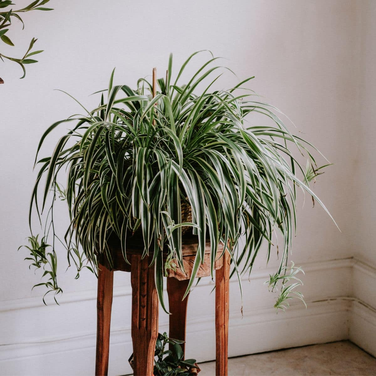 Spider plant with long, arching green and white leaves on a wooden stand against a light-colored wall.