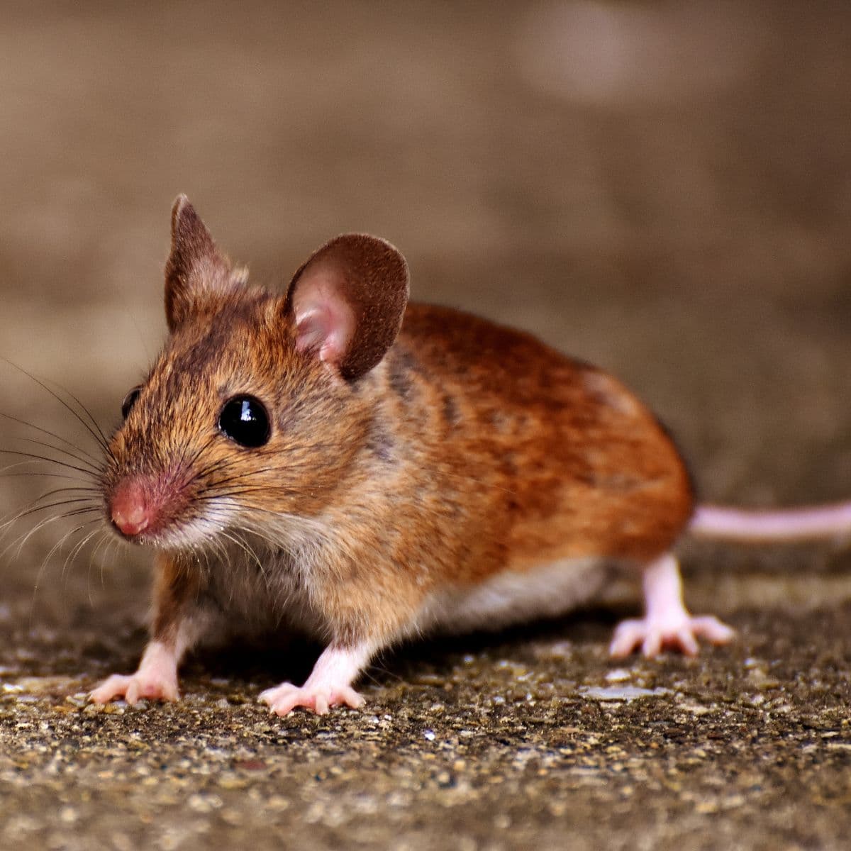A small brown mouse with large ears and beady eyes stands on a textured surface.