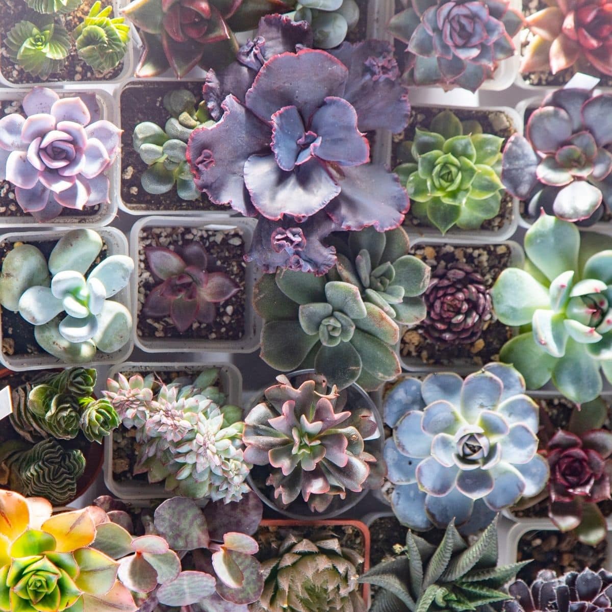 A top view of various colorful succulents arranged closely together in small square pots.